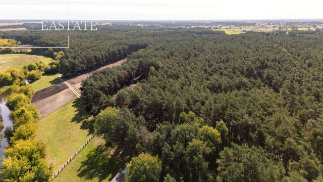 Działka leśna Maurzyce. Zdjęcie 5