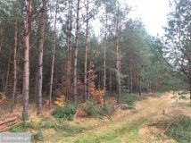 Działka leśna Piła. Zdjęcie 3