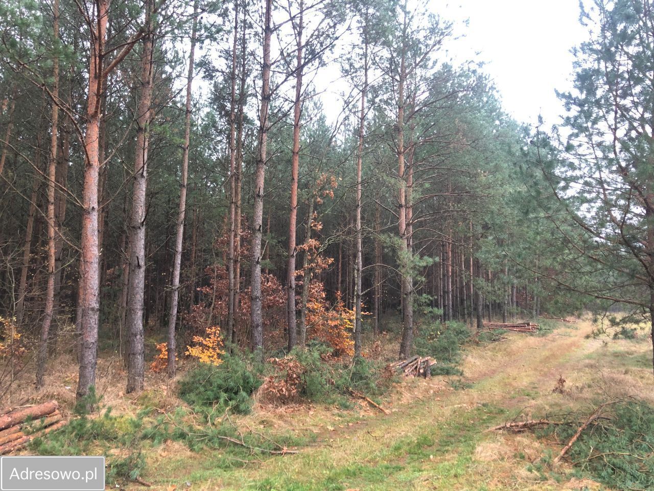 Działka leśna Piła. Zdjęcie 4