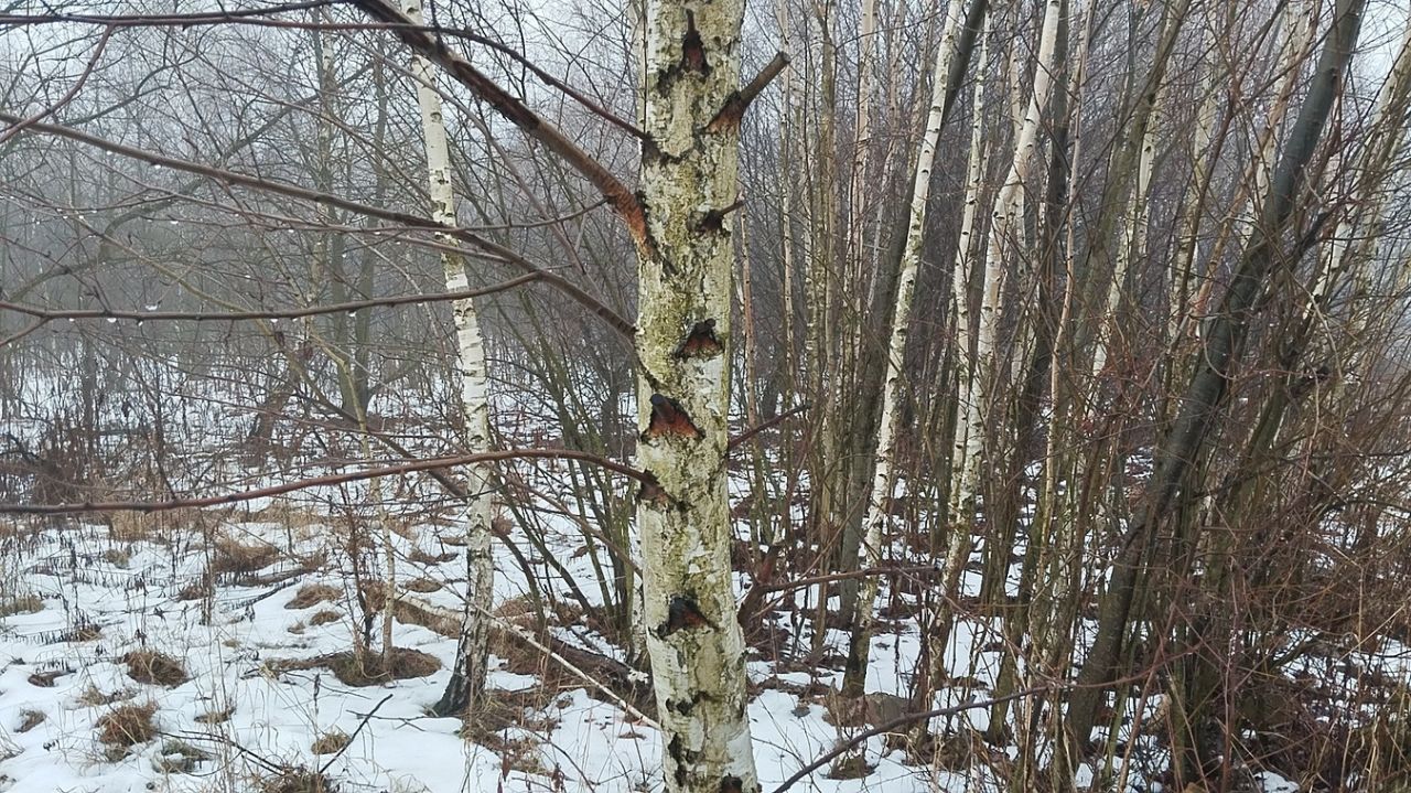 Działka rolno-budowlana Dąbrówka-Sowice. Zdjęcie 2