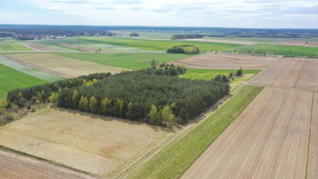 Działka leśna Pniewo. Zdjęcie 10