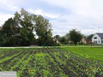 Działka budowlana Bogunów, ul. Ogrodowa. Zdjęcie 2