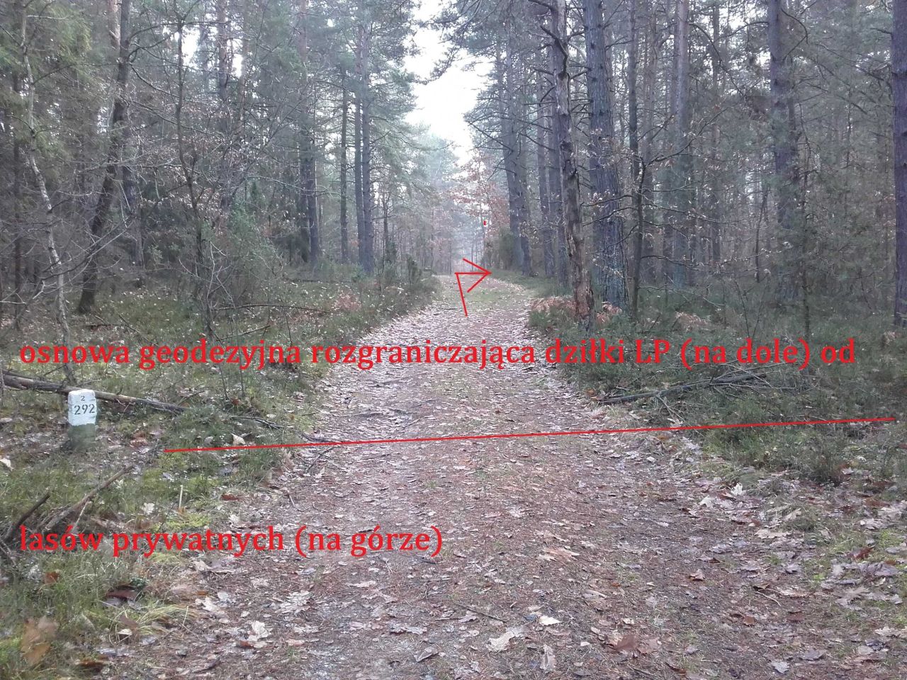 Działka leśna Pradła. Zdjęcie 3