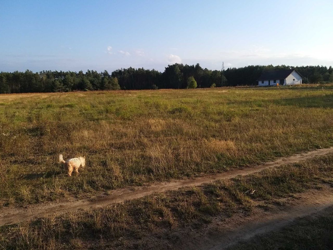 Działka budowlana Dąbie. Zdjęcie 2