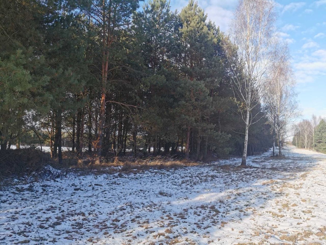 Działka leśna Nowy Jasieniec Iłżecki. Zdjęcie 6