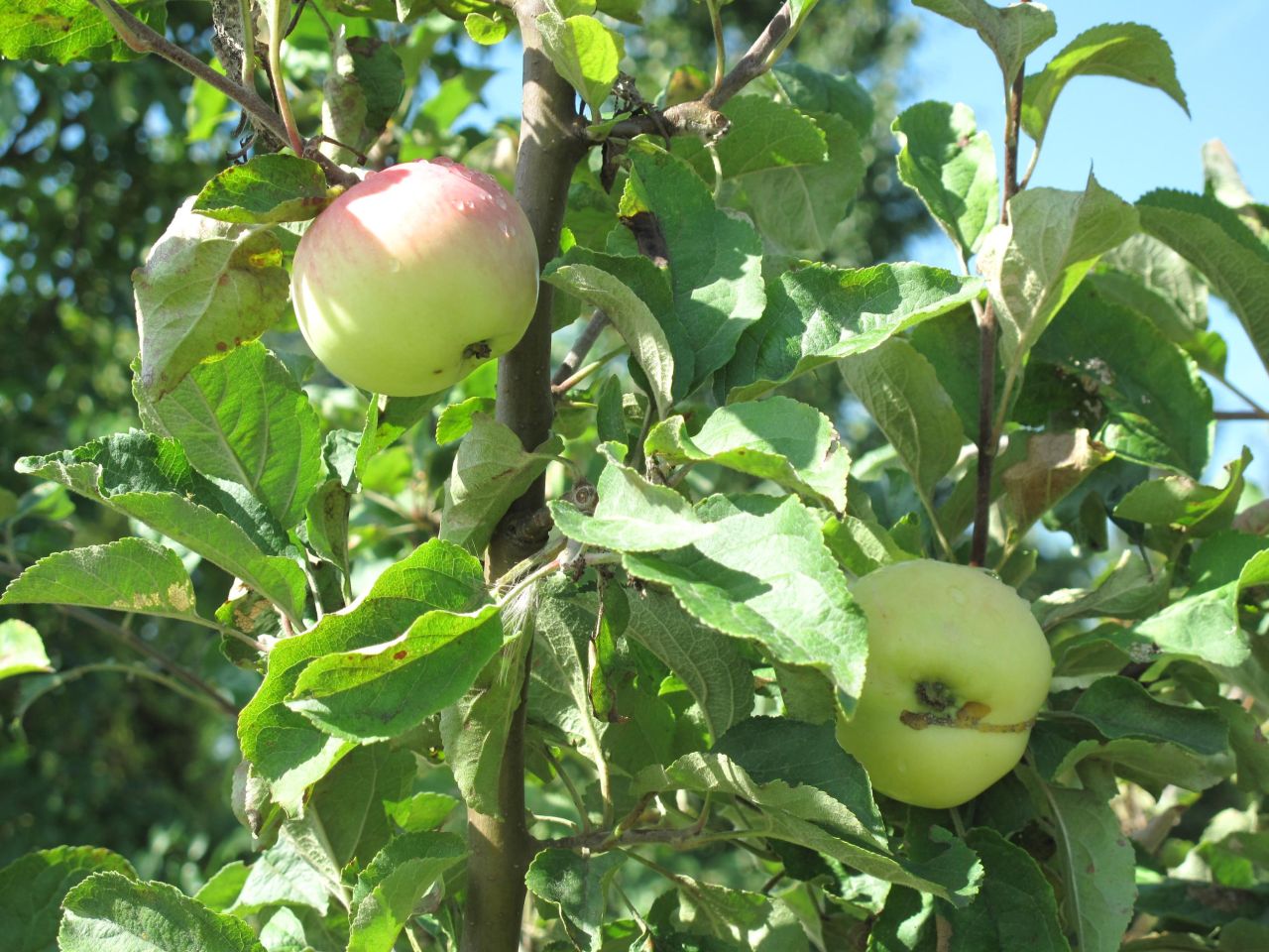 Działka budowlana Udrzyn. Zdjęcie 7