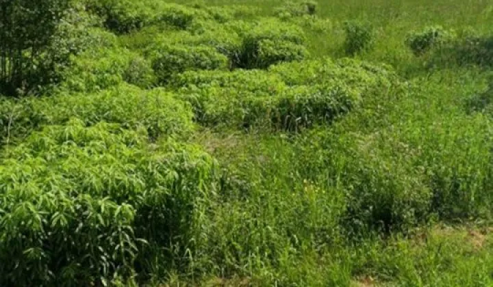 Działka Białystok Bacieczki, ul. Nadrzeczna