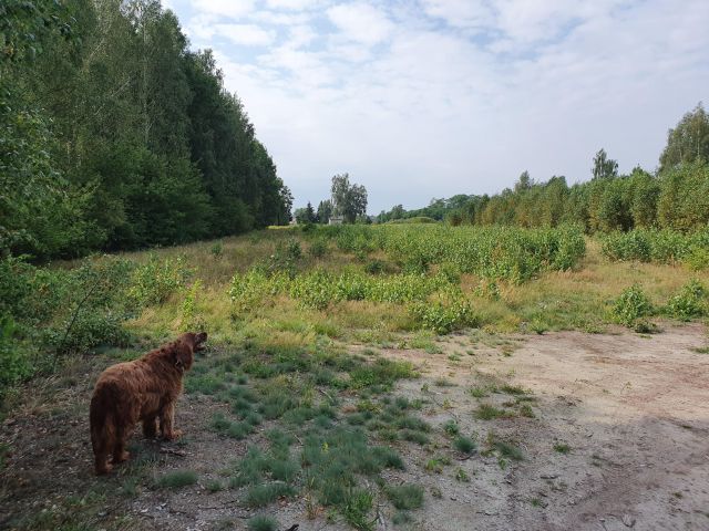 Działka budowlana Klembów. Zdjęcie 1