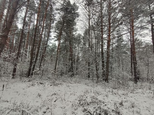 Działka leśna Przyłogi. Zdjęcie 1