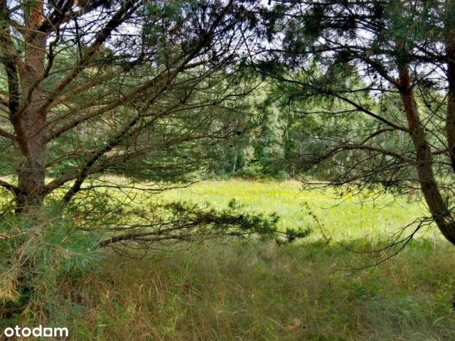 Działka siedliskowa Witowąż. Zdjęcie 1