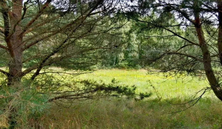 Działka siedliskowa Witowąż, Rudno