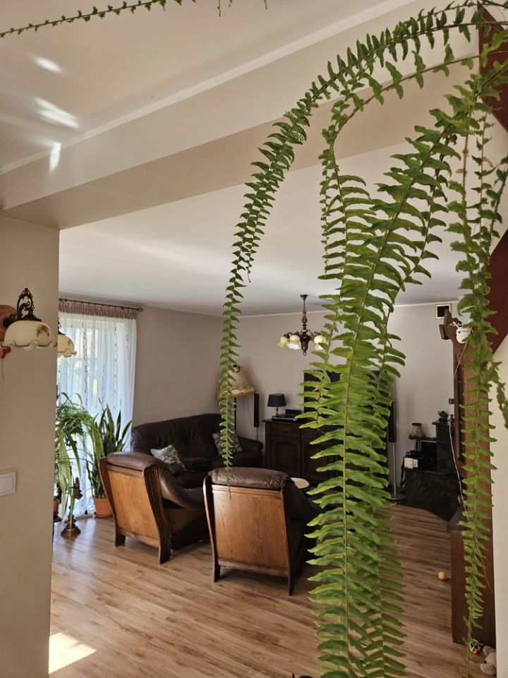 dom wolnostojący Lipiany. Zdjęcie 3