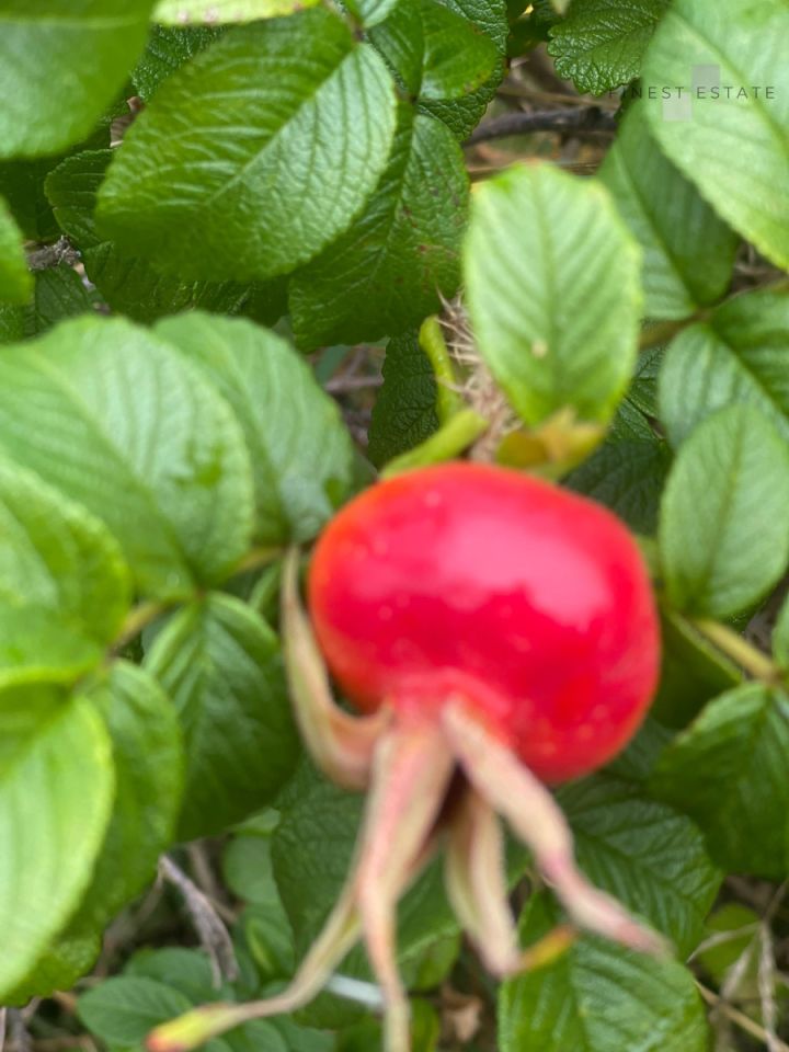 Działka budowlana Podkampinos, ul. Jagodowa. Zdjęcie 10