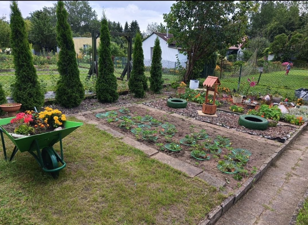 Działka rod Koszalin Rokosowo, ul. św. Wojciecha. Zdjęcie 4