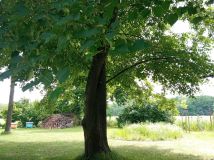 Działka siedliskowa Marianówka. Zdjęcie 4