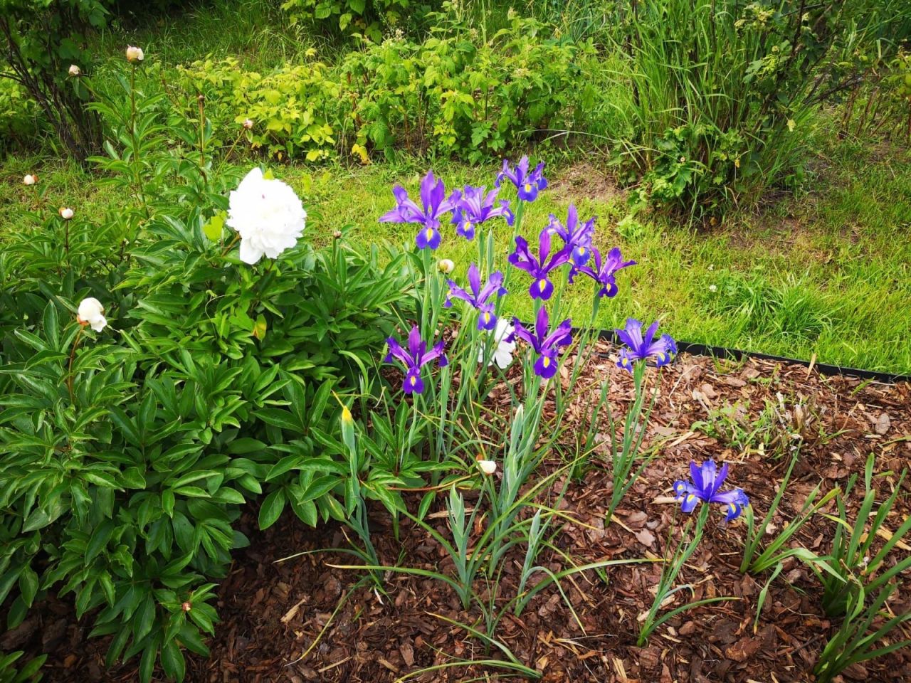 Działka rod Wrocław Fabryczna, ul. Francuska. Zdjęcie 6