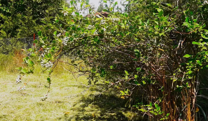 Działka rod Rębiechowo