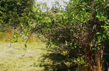 Działka rod Rębiechowo