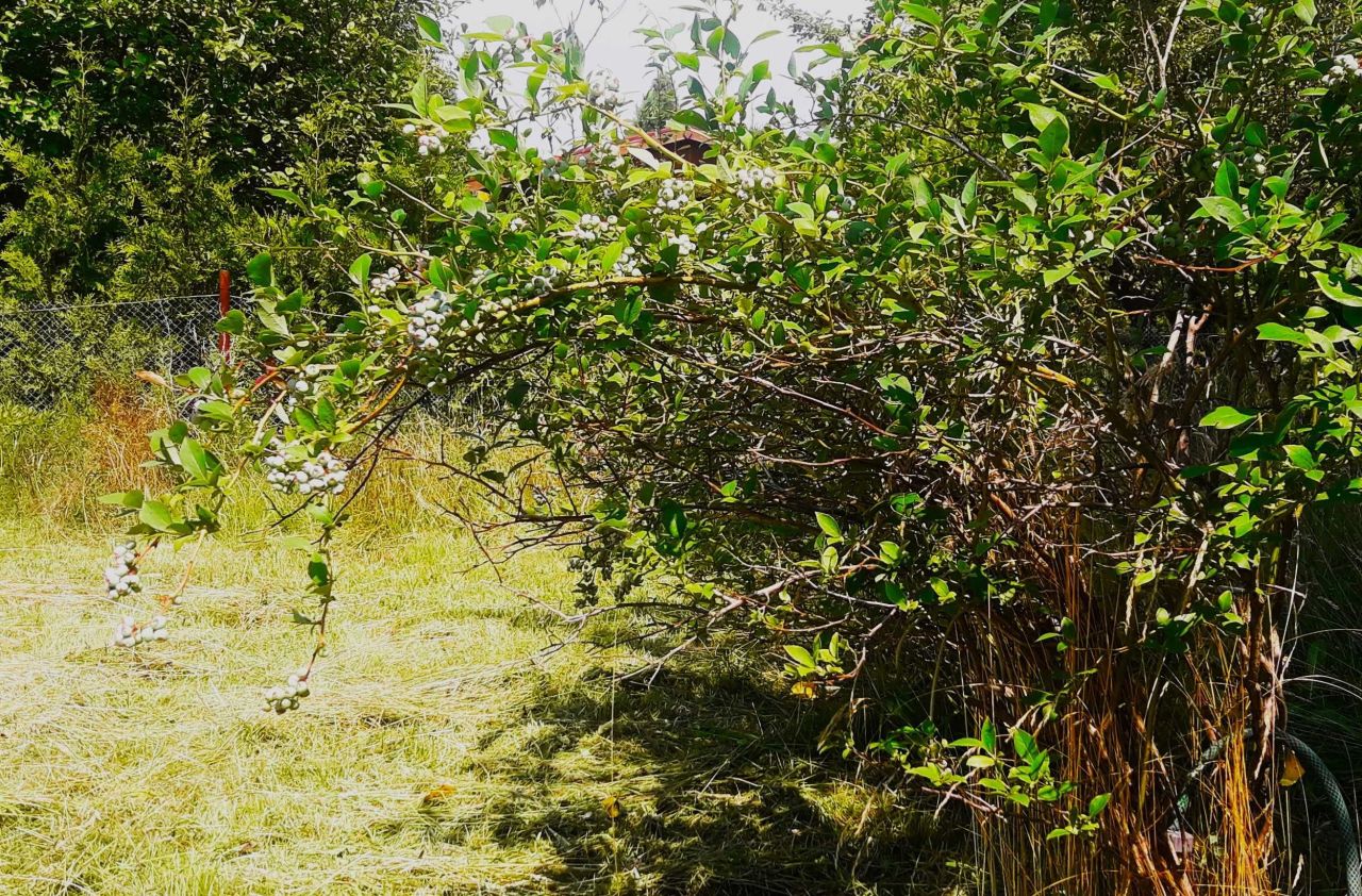 Działka rod Rębiechowo