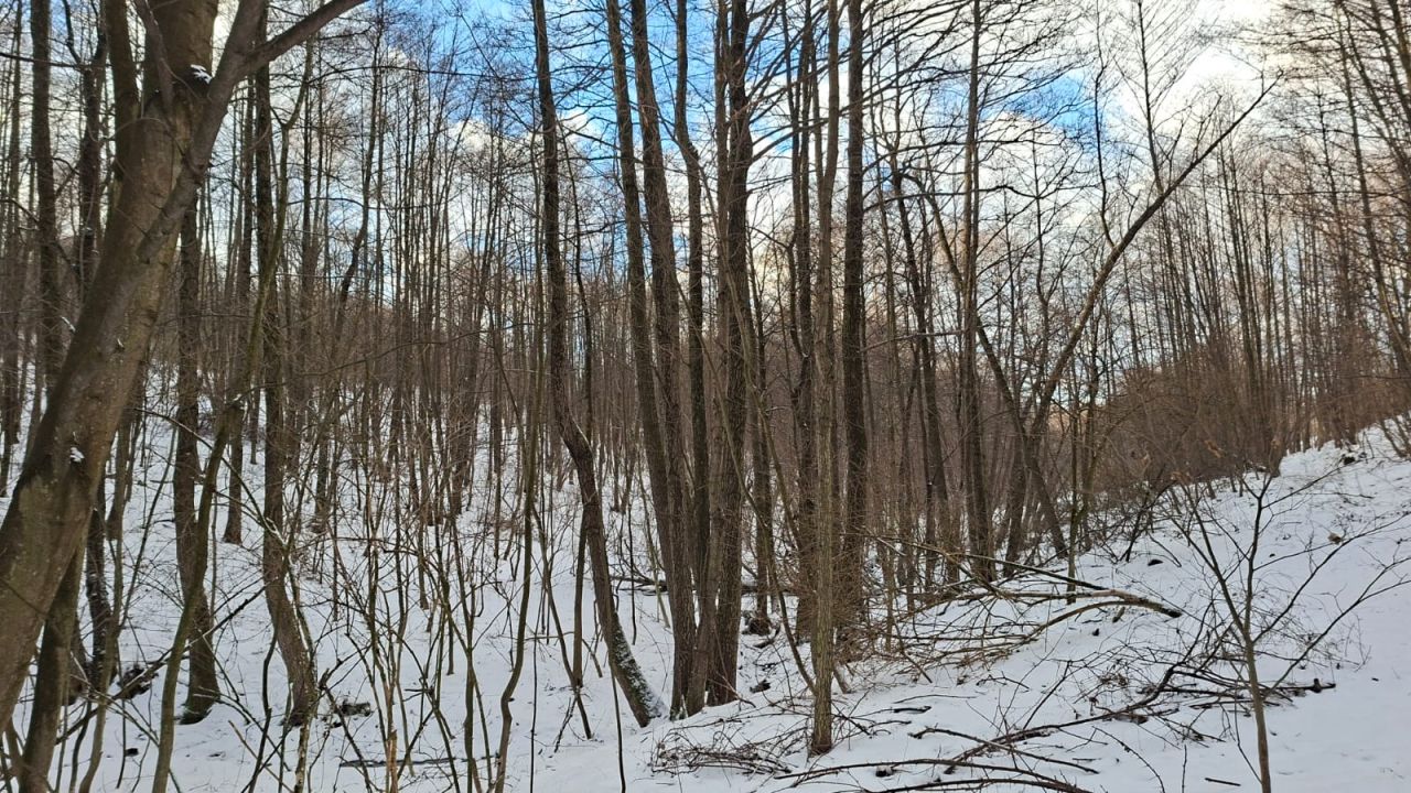 Działka leśna Jaszczurowa Ponikwa. Zdjęcie 7