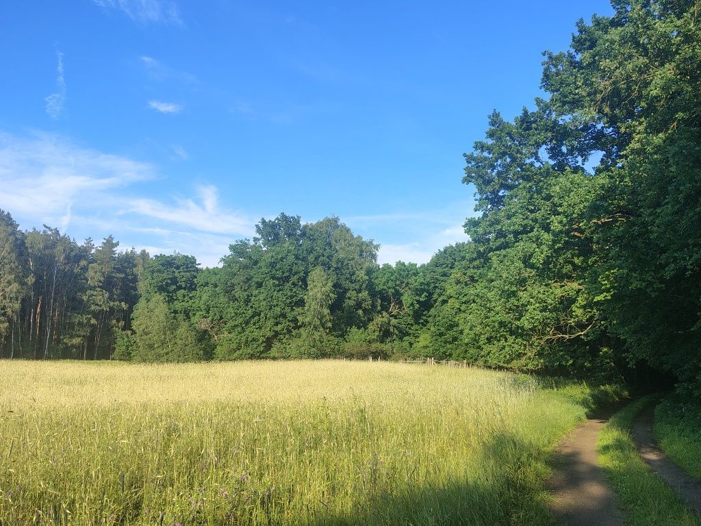 dom wolnostojący Dąbrowa. Zdjęcie 8