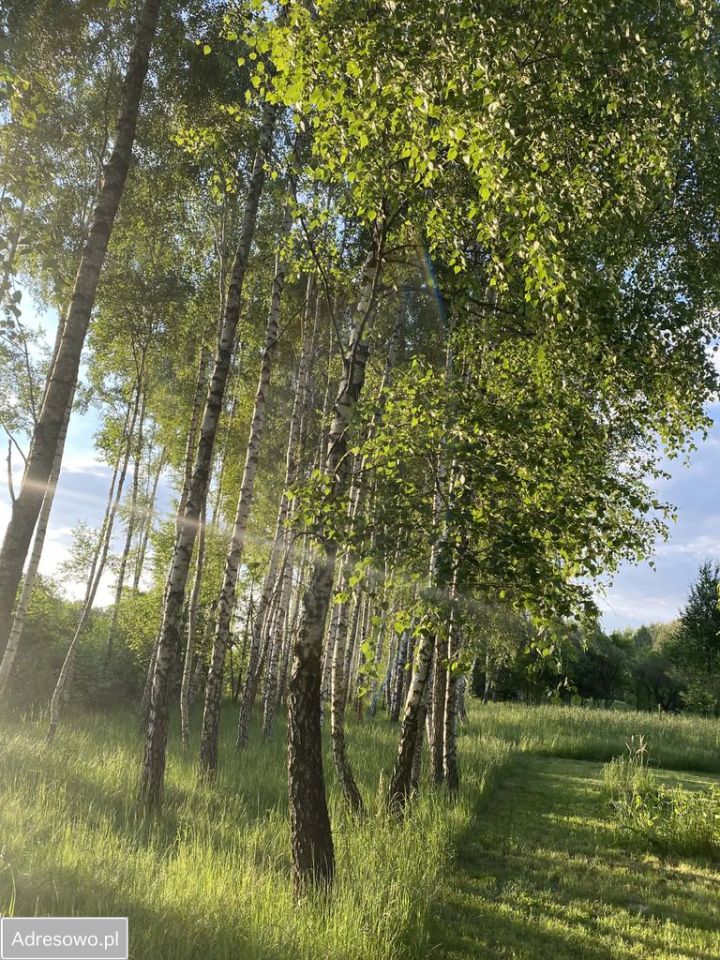 Działka inwestycyjna Grabce-Towarzystwo, ul. Główna. Zdjęcie 5