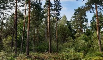 Działka leśna Andrzejówka