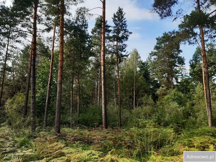 Działka leśna Andrzejówka. Zdjęcie 2
