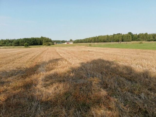 Działka rolna Koszoły. Zdjęcie 1