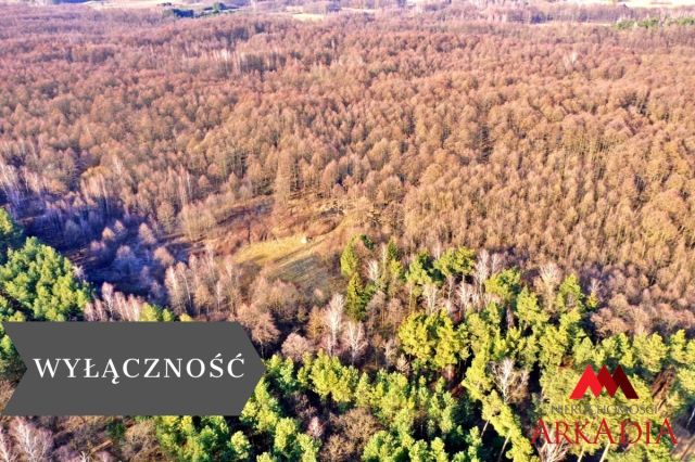 Działka leśna Wistka Królewska. Zdjęcie 1