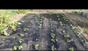 Działka rod Kędzierzyn-Koźle Kuźniczka, al. Spokojna