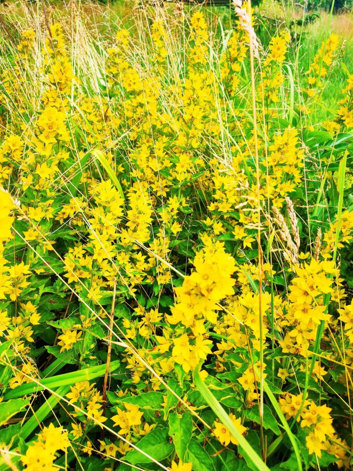 Działka rod Białogard, ul. Bolesława Śmiałego. Zdjęcie 6