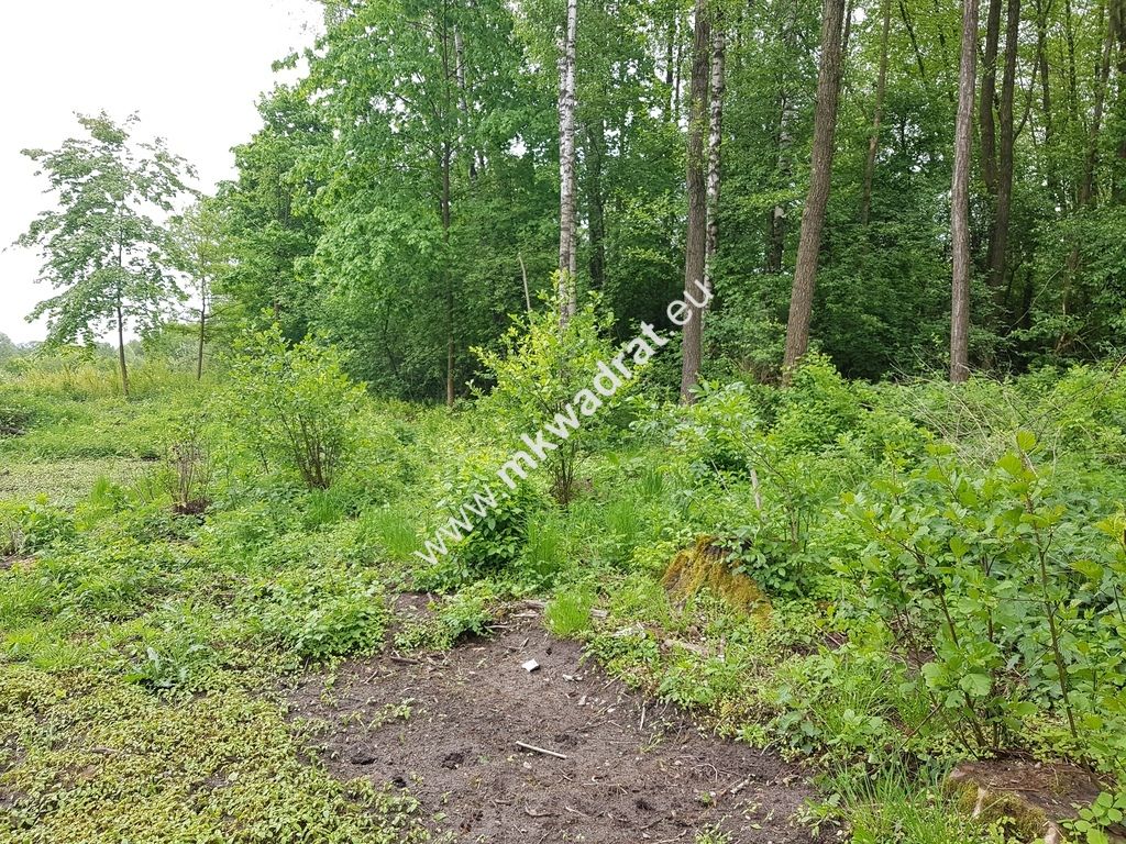 Działka rolna Korabiewice. Zdjęcie 4