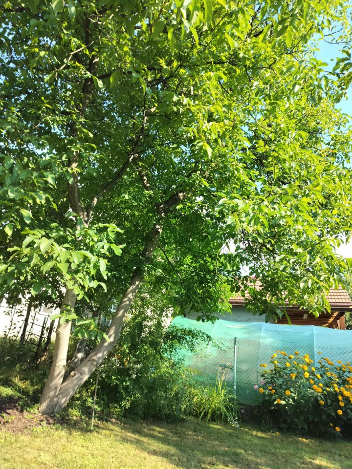 Działka rod Gliwice Szobiszowice, ul. Myśliwska. Zdjęcie 3