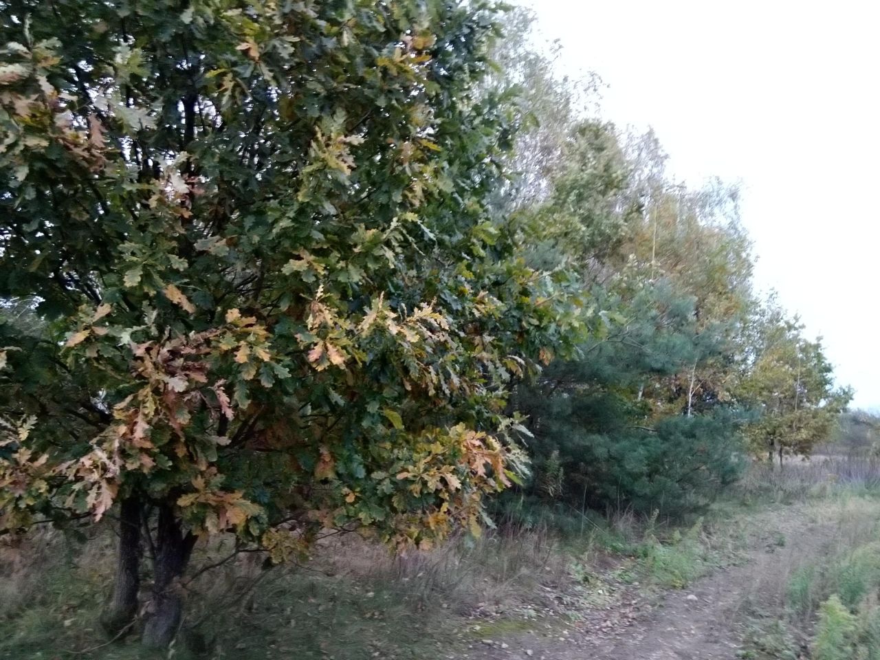 Działka rolno-budowlana Ławeczko Stare. Zdjęcie 11