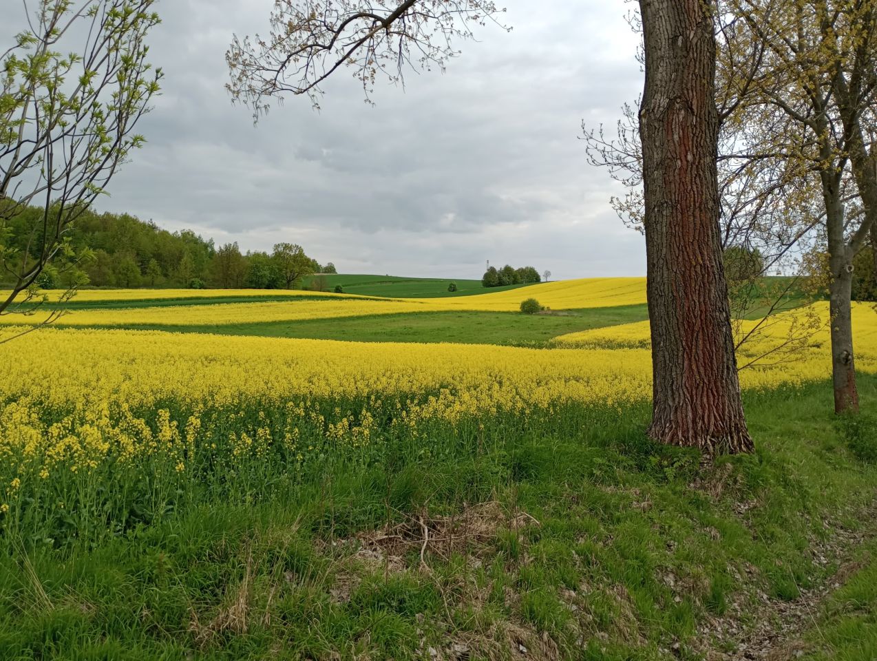 dom wolnostojący, 8 pokoi Radostów Średni, Radostów Średni. Zdjęcie 37