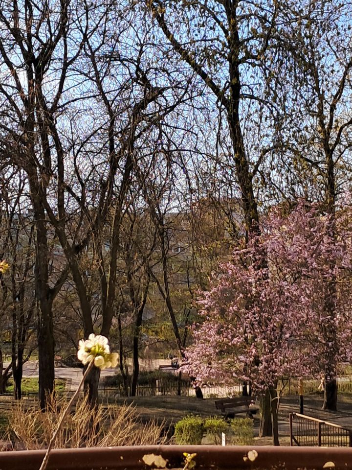 Mieszkanie 3-pokojowe Szczecin Centrum, ul. Juliana Ursyna Niemcewicza. Zdjęcie 2