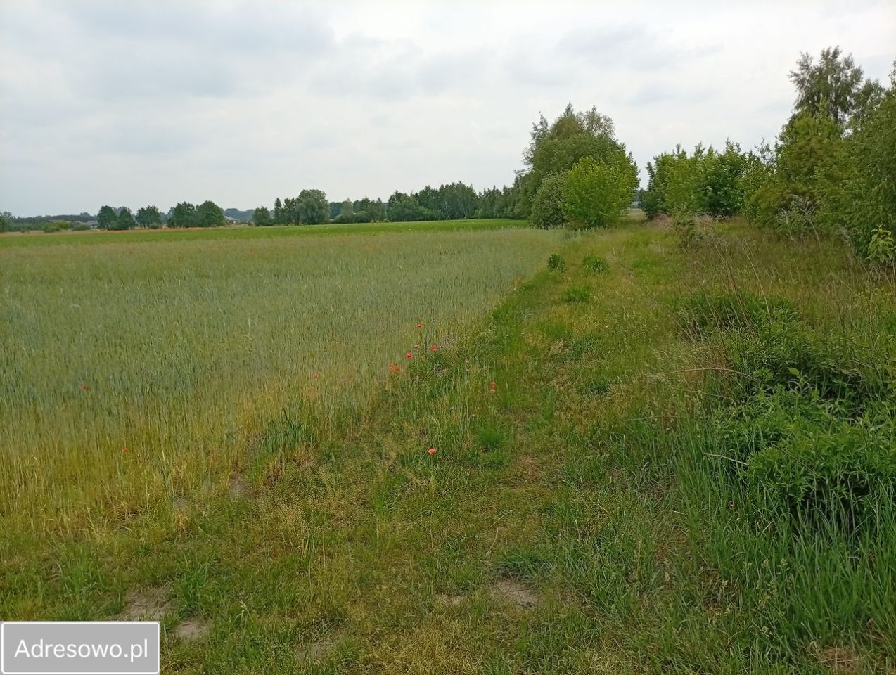 Działka budowlana Nieborów, ul. Michała Piotra Radziwiłła. Zdjęcie 8