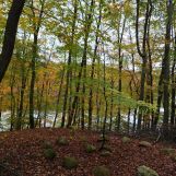 Działka leśna Ciemno. Zdjęcie 4