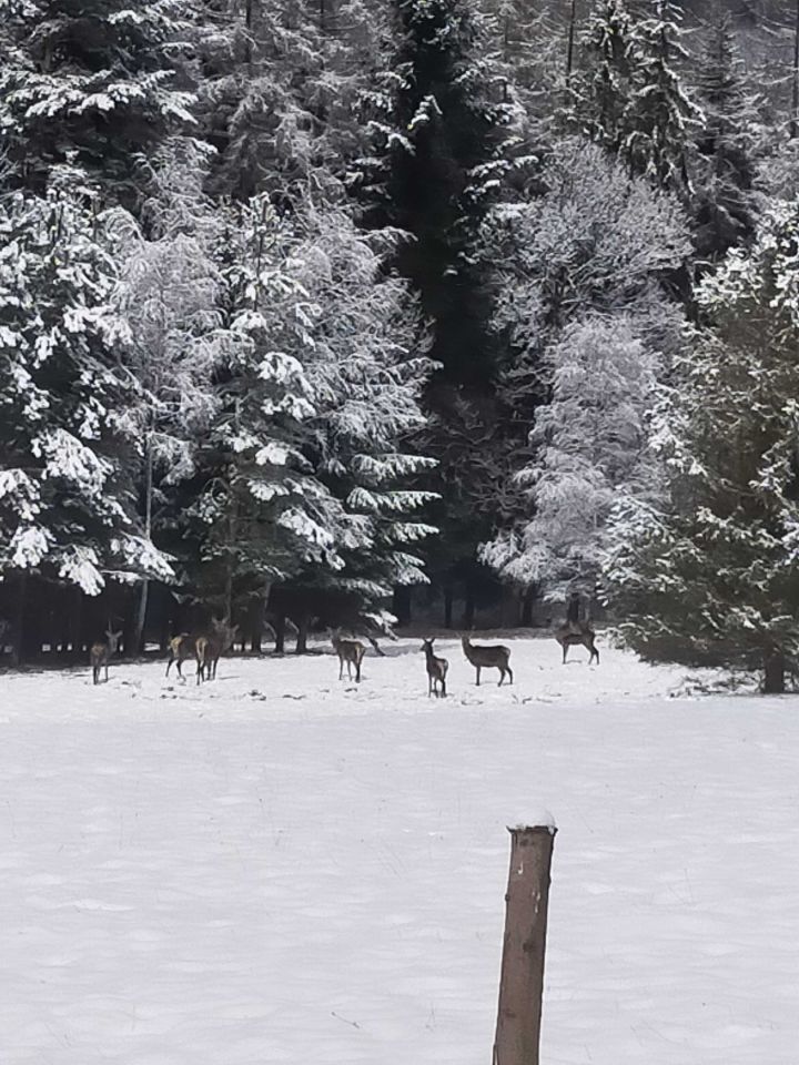 Działka budowlana Kurów. Zdjęcie 4