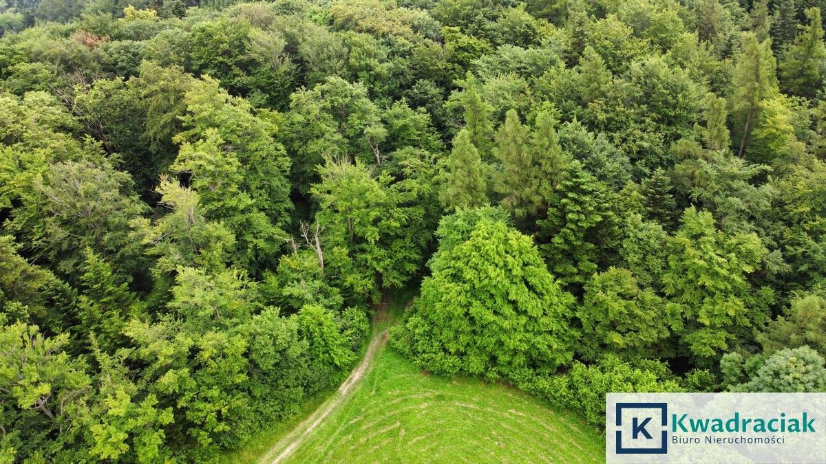 Działka leśna Stary Żmigród. Zdjęcie 6