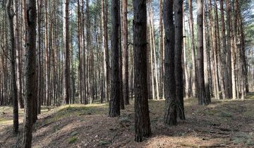 Działka leśna Dąbrówka