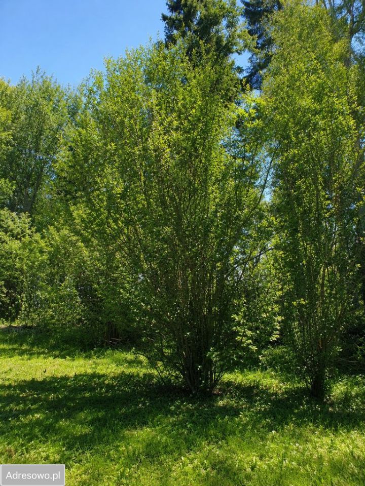 Działka inwestycyjna Konradów. Zdjęcie 7