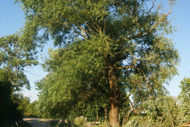 Działka rolna Kozłowo. Zdjęcie 6