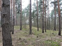 Działka rolna Budziska, ul. Ptasia. Zdjęcie 4