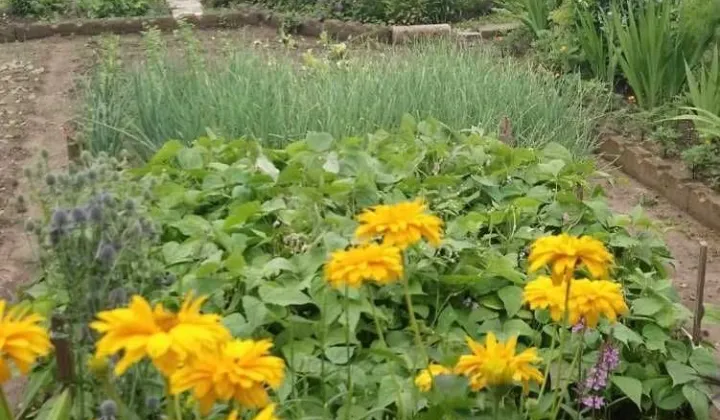 Działka rod Wałbrzych Podzamcze