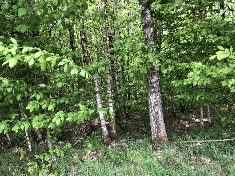 Działka leśna Rychnowy. Zdjęcie 6