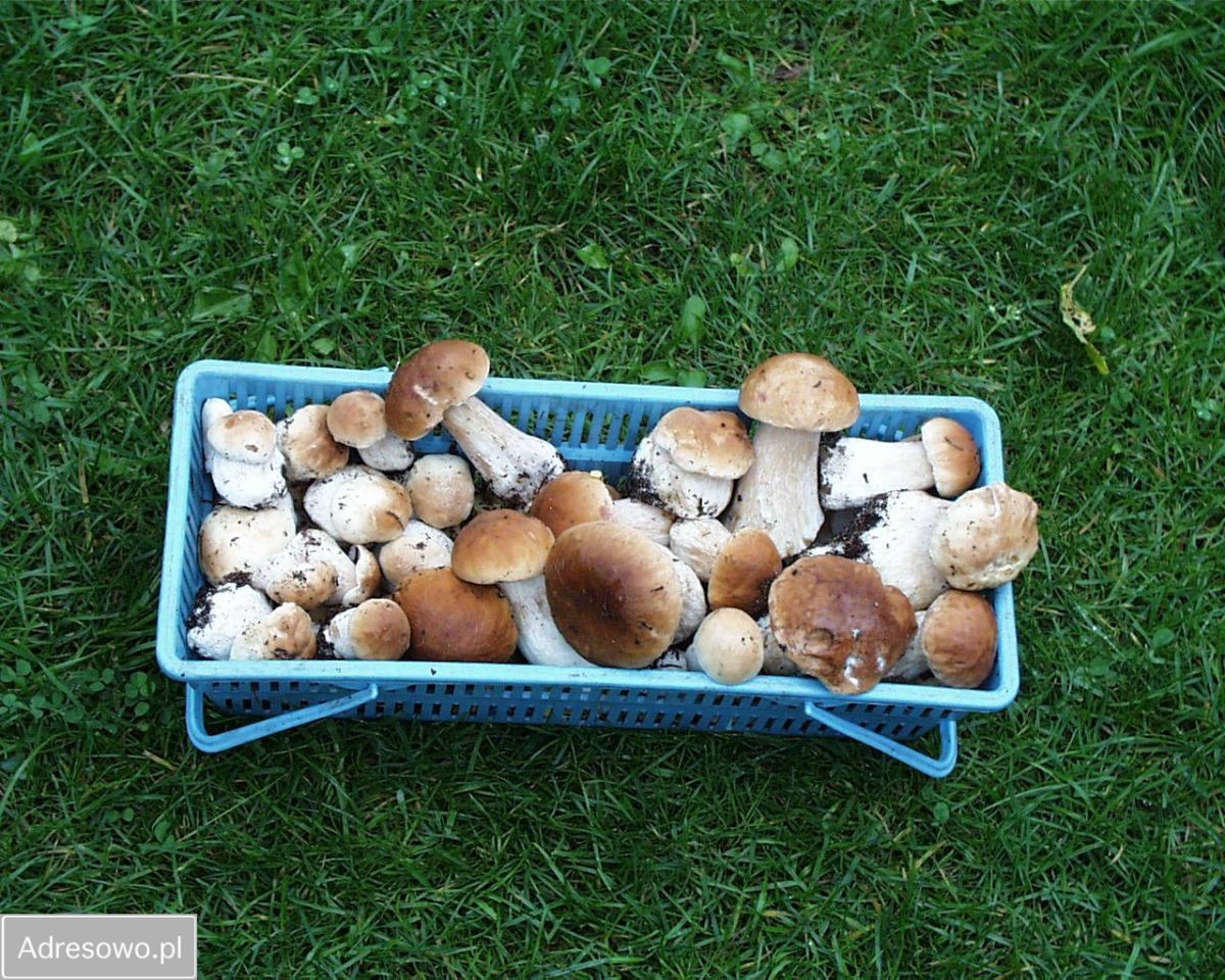 dom wolnostojący, 2 pokoje Wierzchlesie. Zdjęcie 12