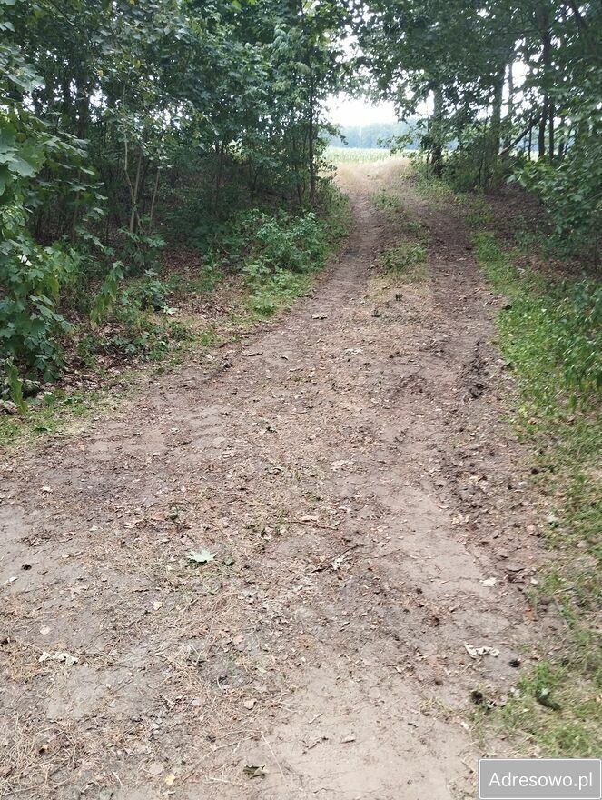 Działka rolna Chotynia. Zdjęcie 2