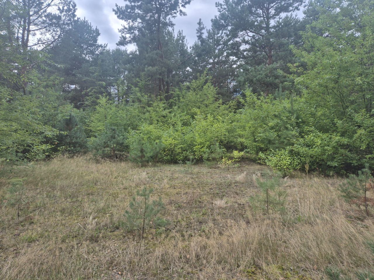 Działka budowlana Kurnos Drugi. Zdjęcie 9